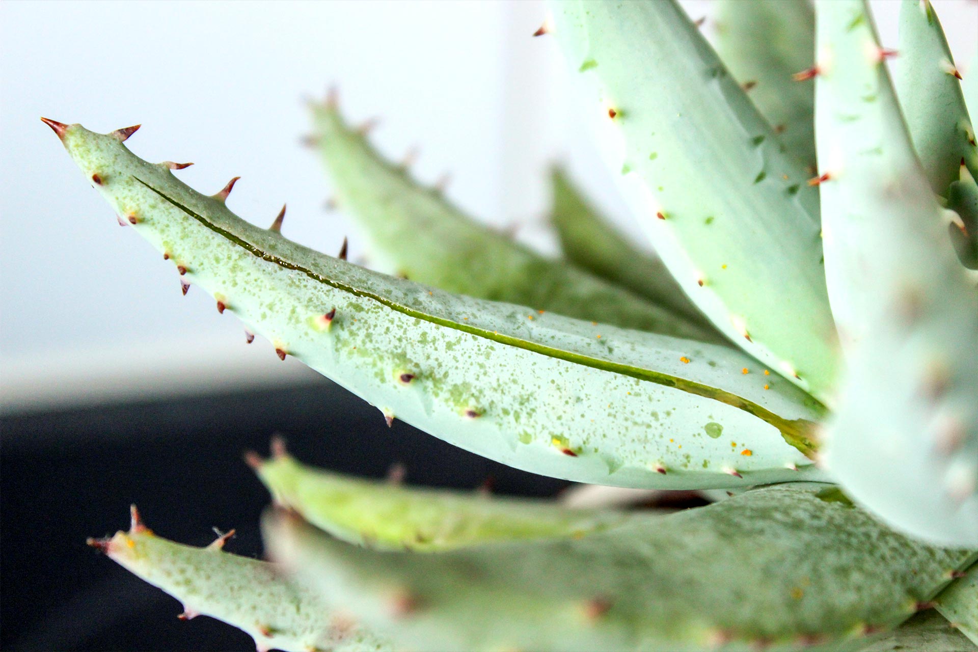 Fraîcheur Aloe, L'aloe vera dans tous ses états, pour vous servir